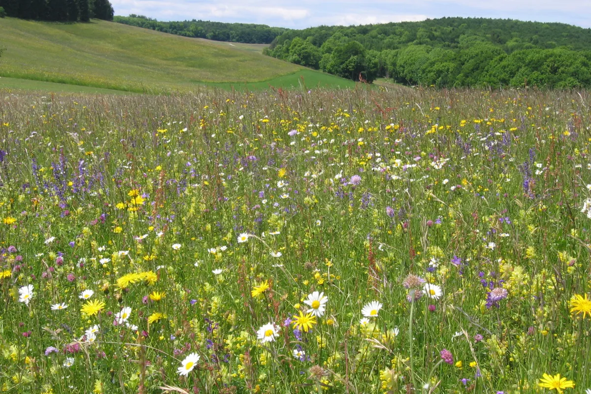 Rubrik_Naturschutz___Biodiv._c._Oppermann